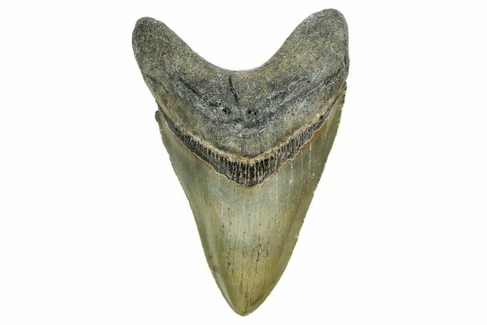 Serrated, Fossil Megalodon Tooth - North Carolina #352411